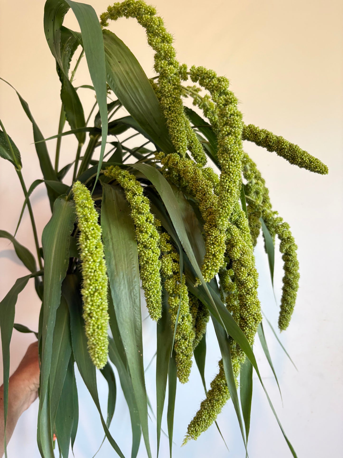 Lime Millet