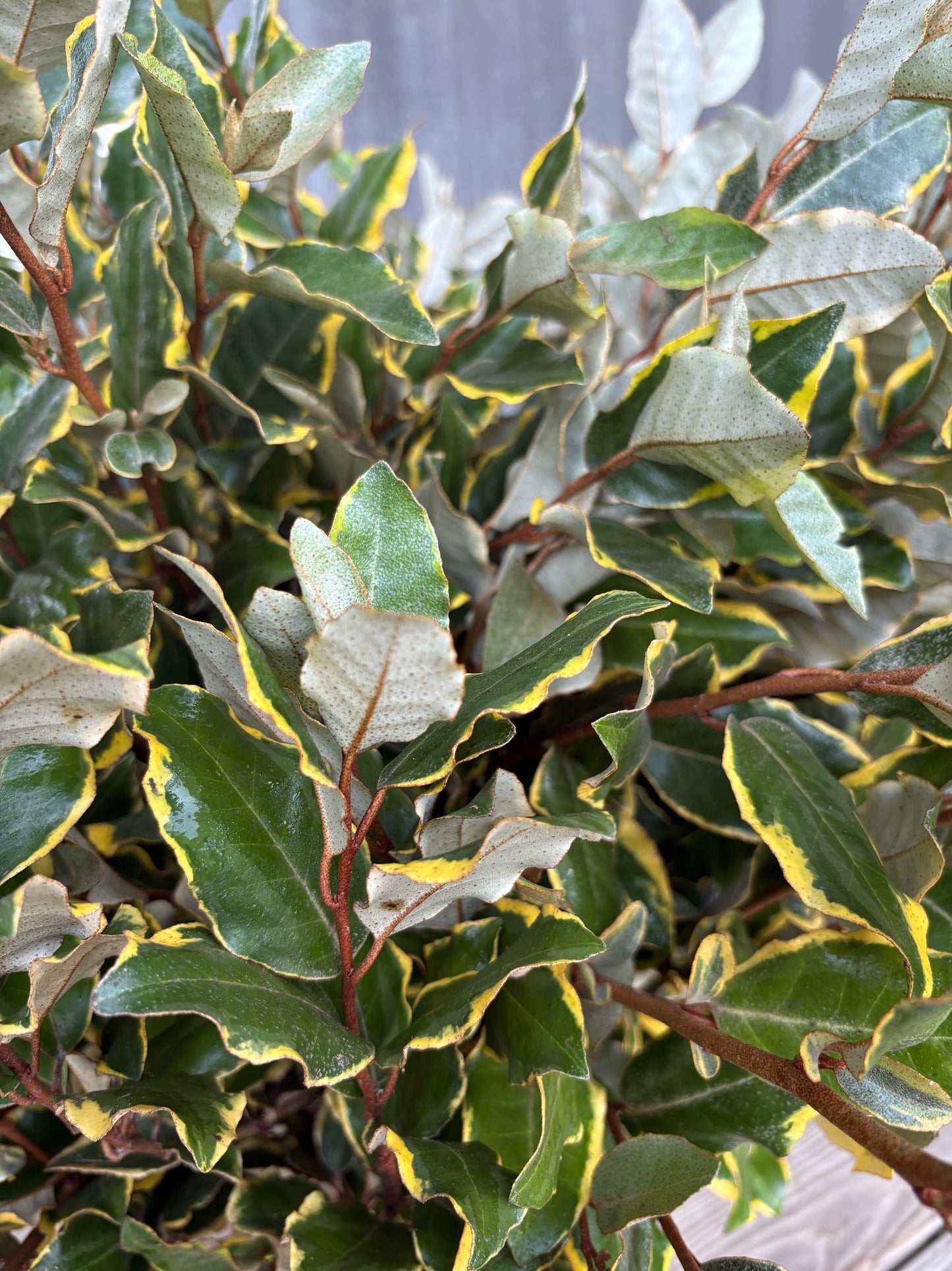 Eleagnus
