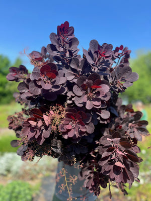 Smokebush Foliage