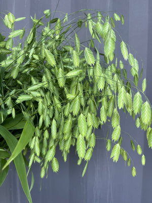 River Oats