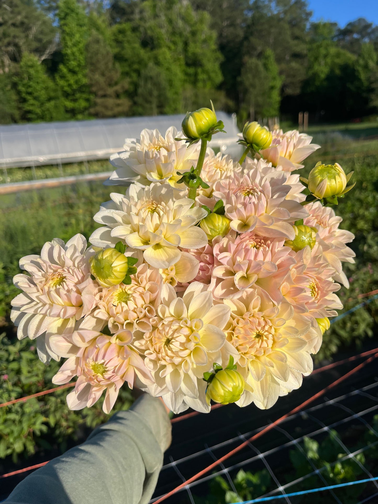 Dahlias