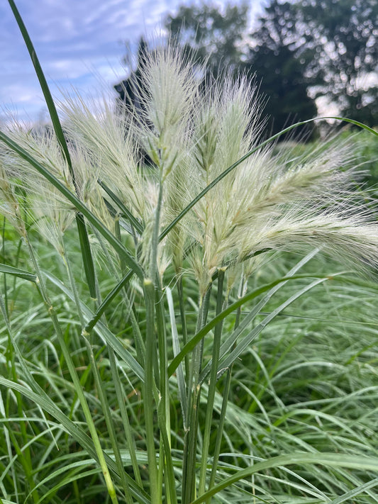 Feathertop Grass