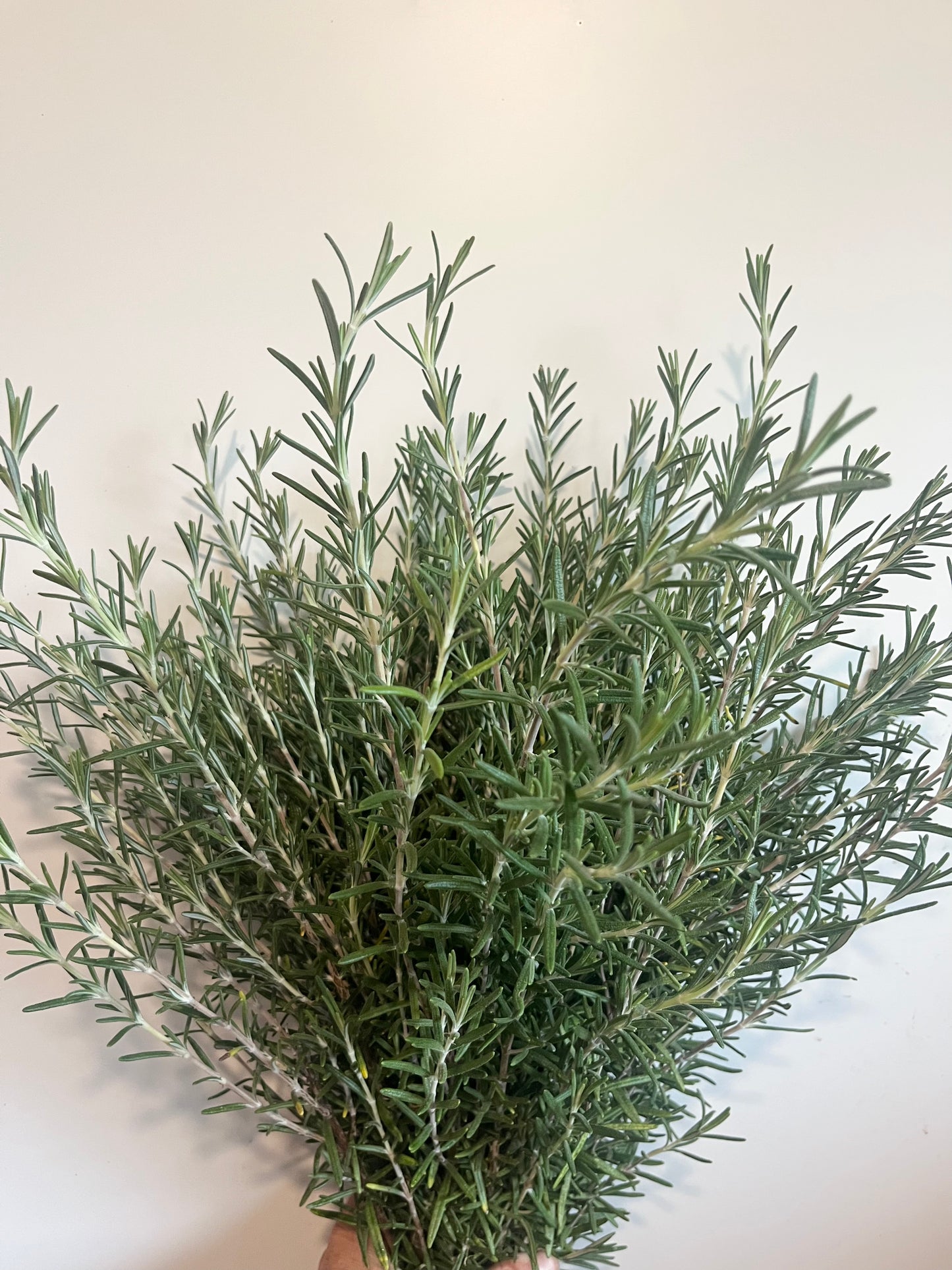 Rosemary