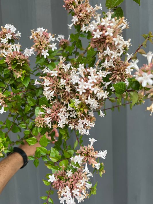 Abelia