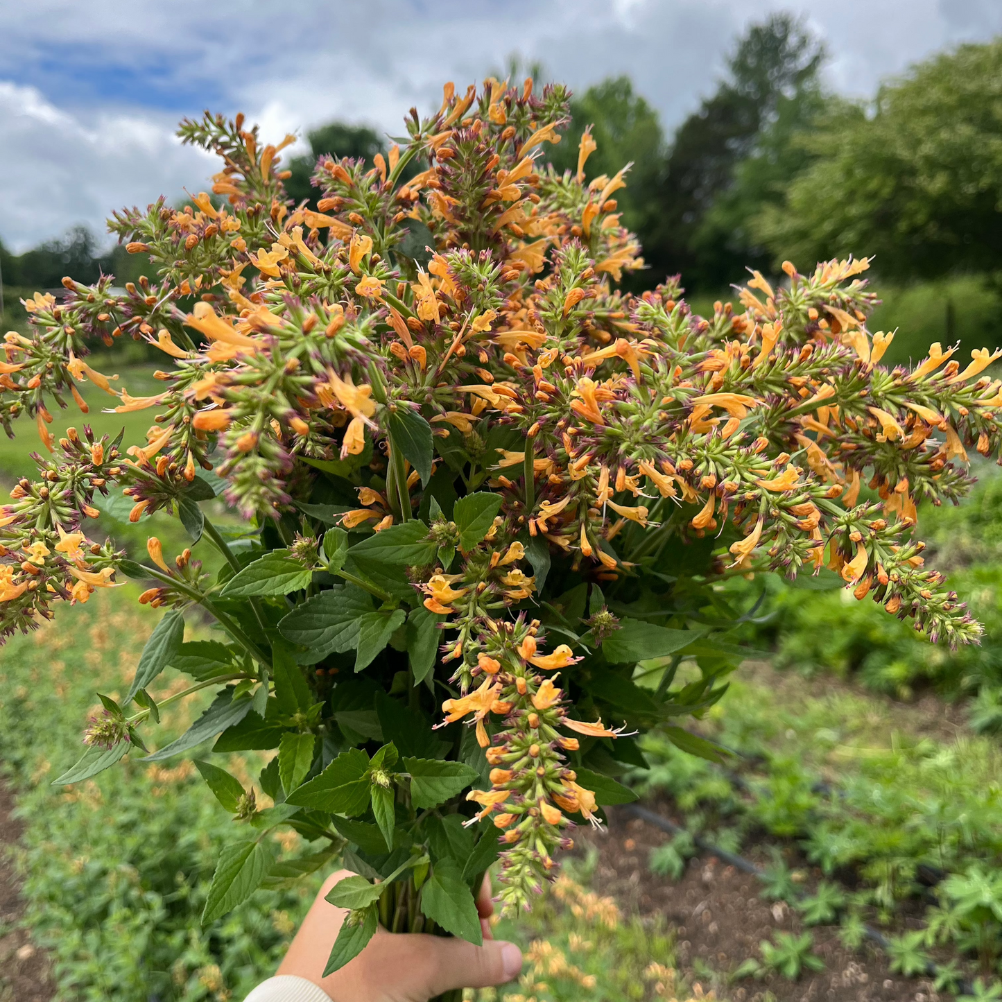 Agastache