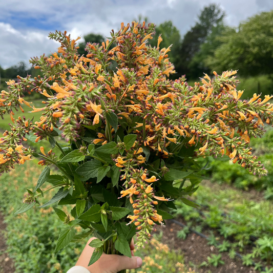 Agastache