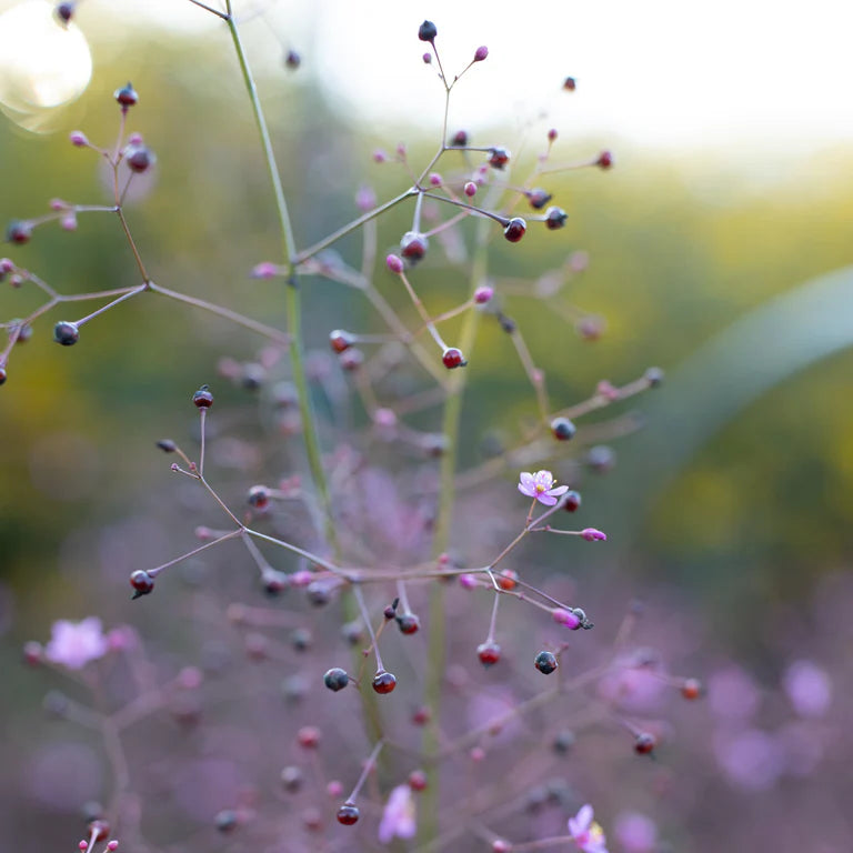 Jewels of Opar