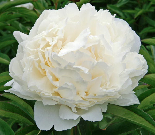 Peonies