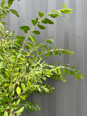 Privet