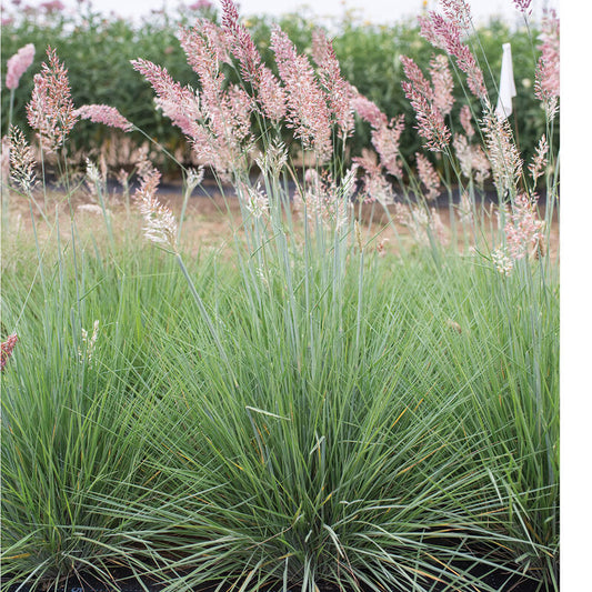 Savannah Grass