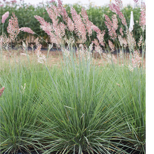 Savannah Grass