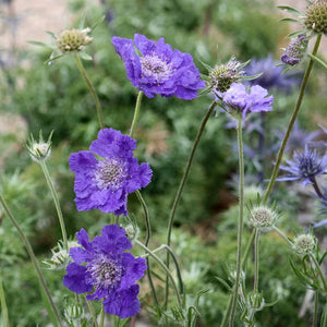 Scabiosa Fama Series