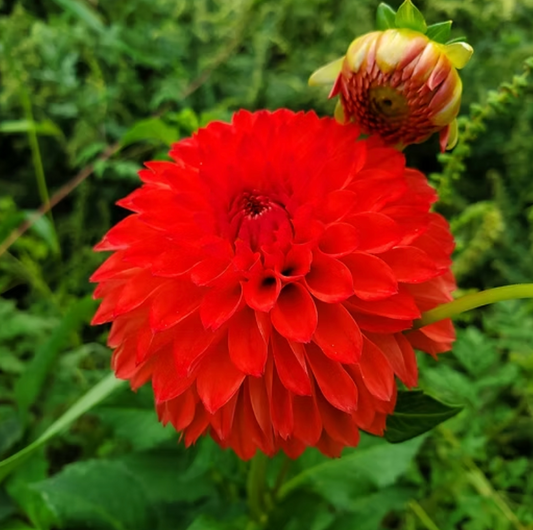 Safe Shot Dahlia Tuber