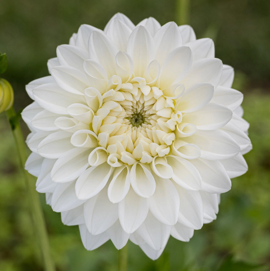 Blizzard Dahlia Tuber