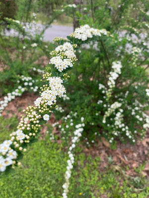 Spirea