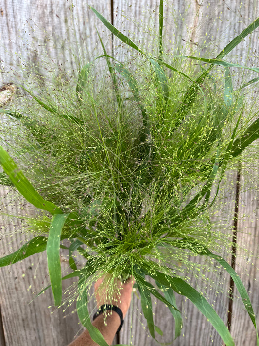 Sprinkles Grass
