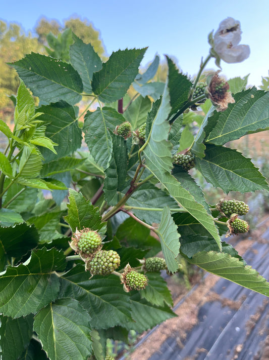 Thornless Blackberry