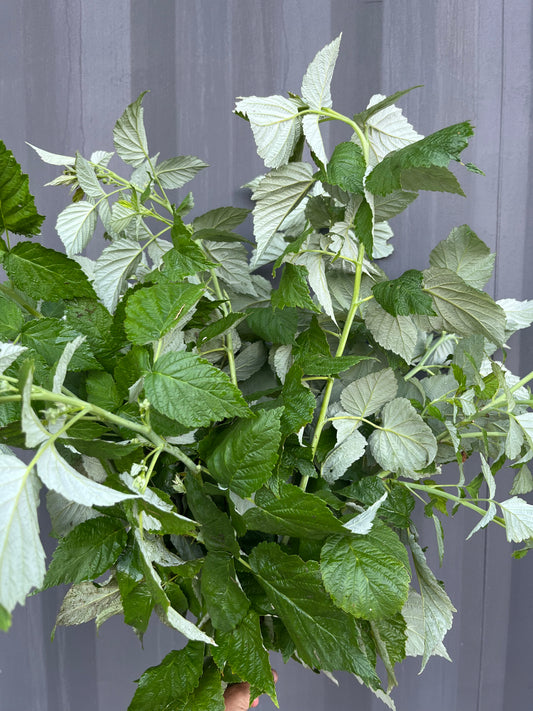 Thornless Raspberry