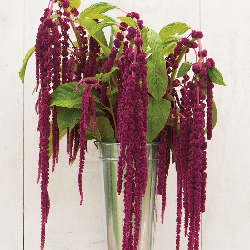 Amaranth image 4