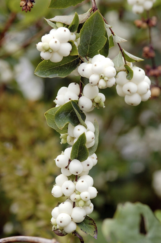 Snowberry