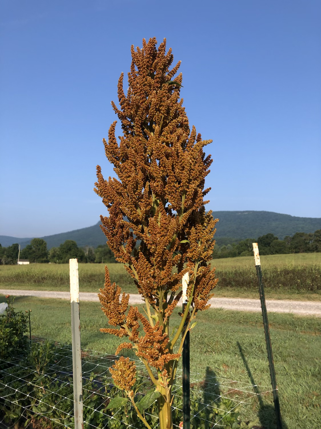 Amaranth image 2