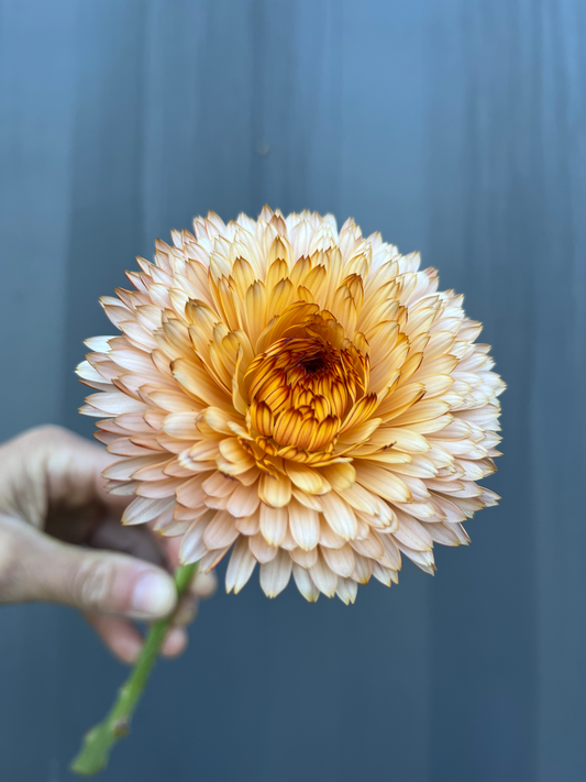 Calendula image 0