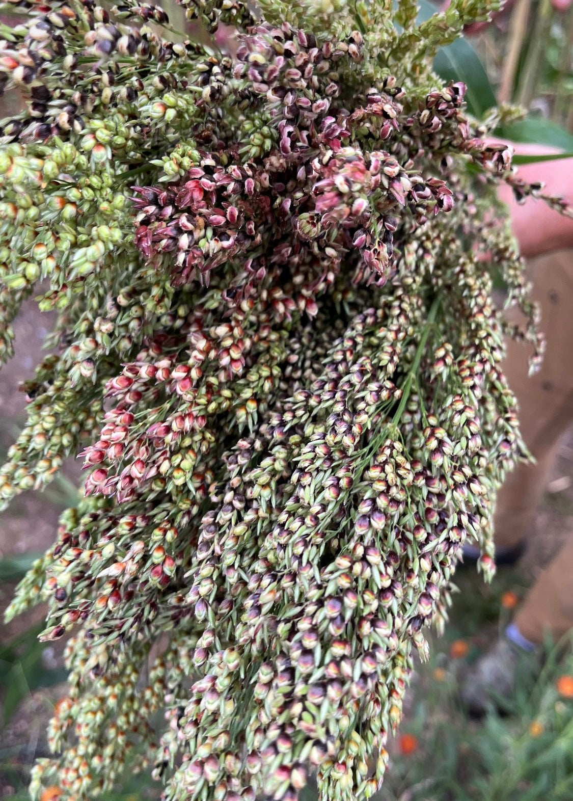 Sorghum image 0