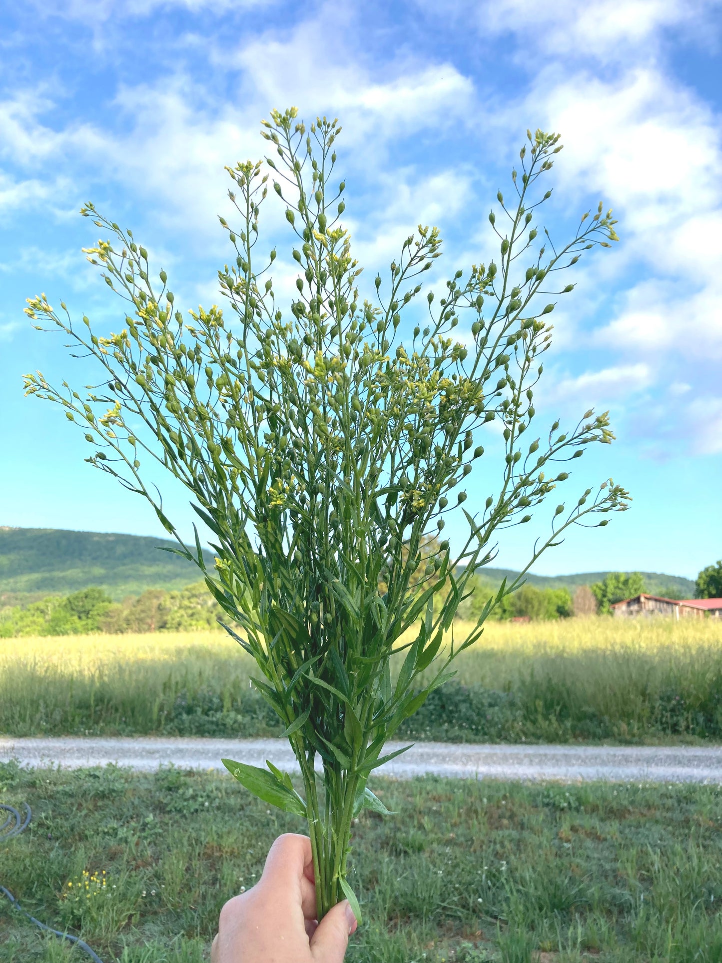 Cress image 2