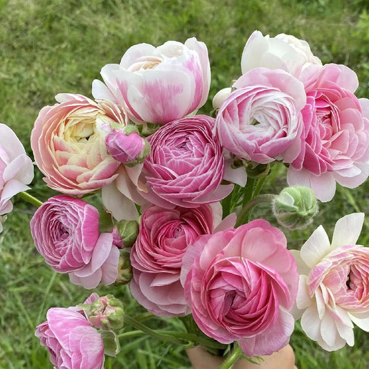 Ranunculus Regular Varieties image 7