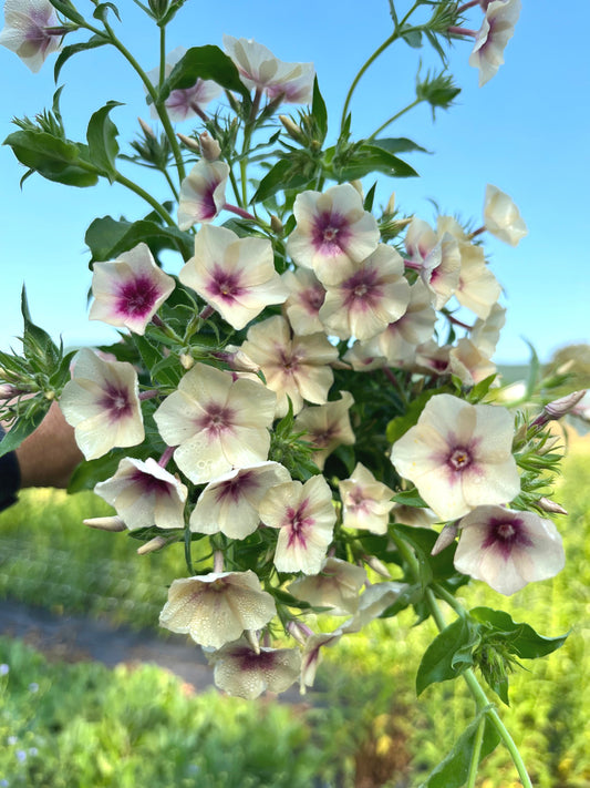 Phlox image 0