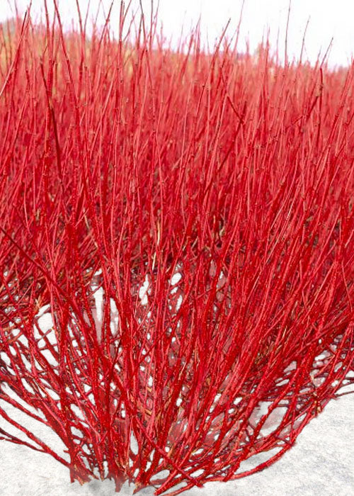 Holiday Greenery Bucket