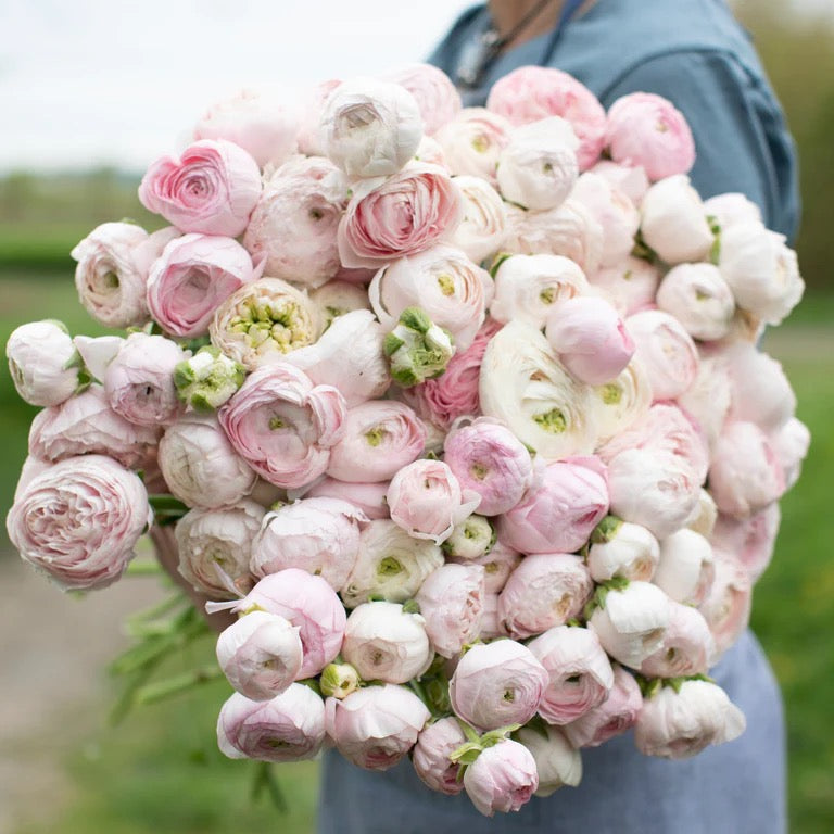 Ranunculus Regular Varieties image 8