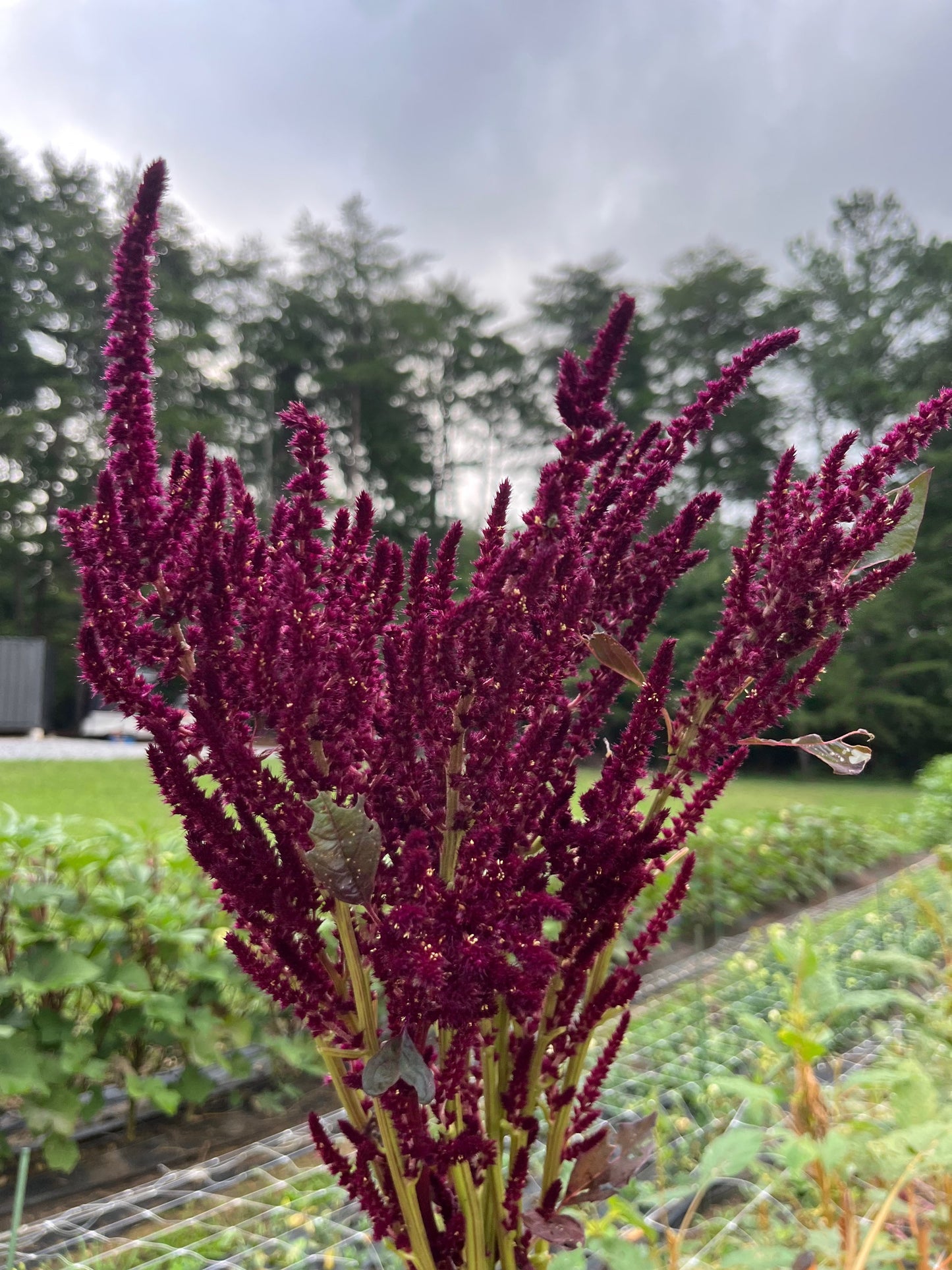 Amaranth image 3