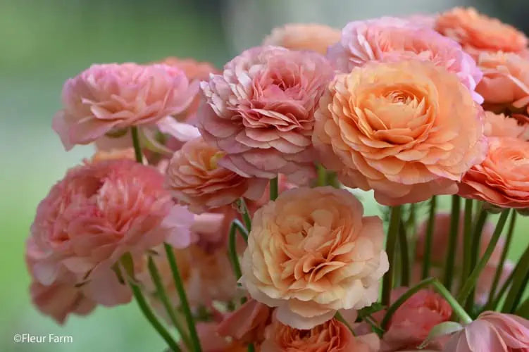 Ranunculus Regular Varieties image 5
