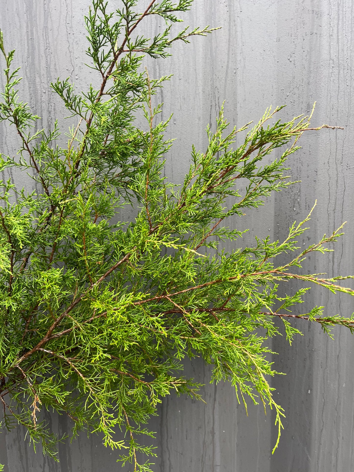 Holiday Greenery Bucket