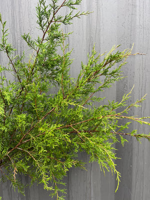 Cedar