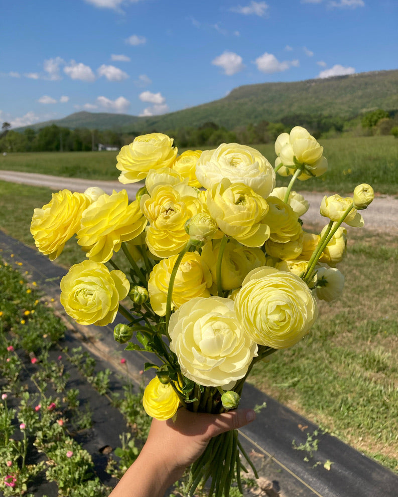 Ranunculus Regular Varieties image 2