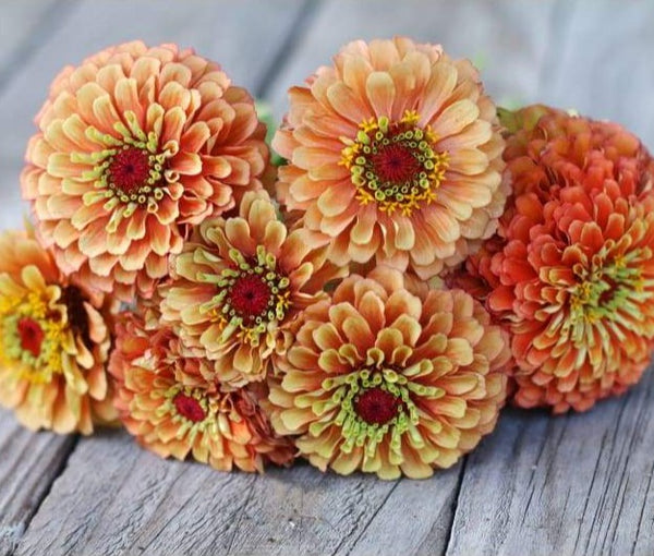 Zinnias image 0