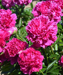 Peonies