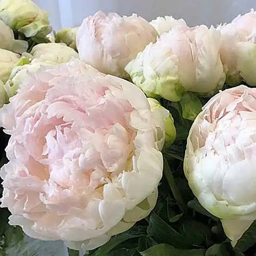 Peonies