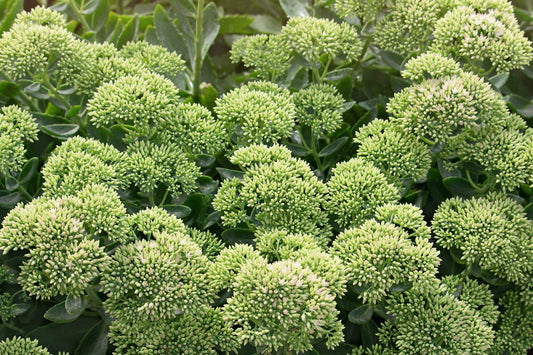 Sedum