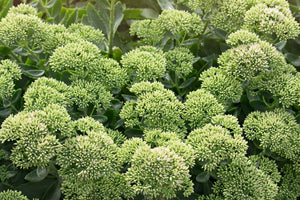 Sedum