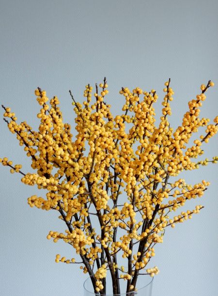 Ilex