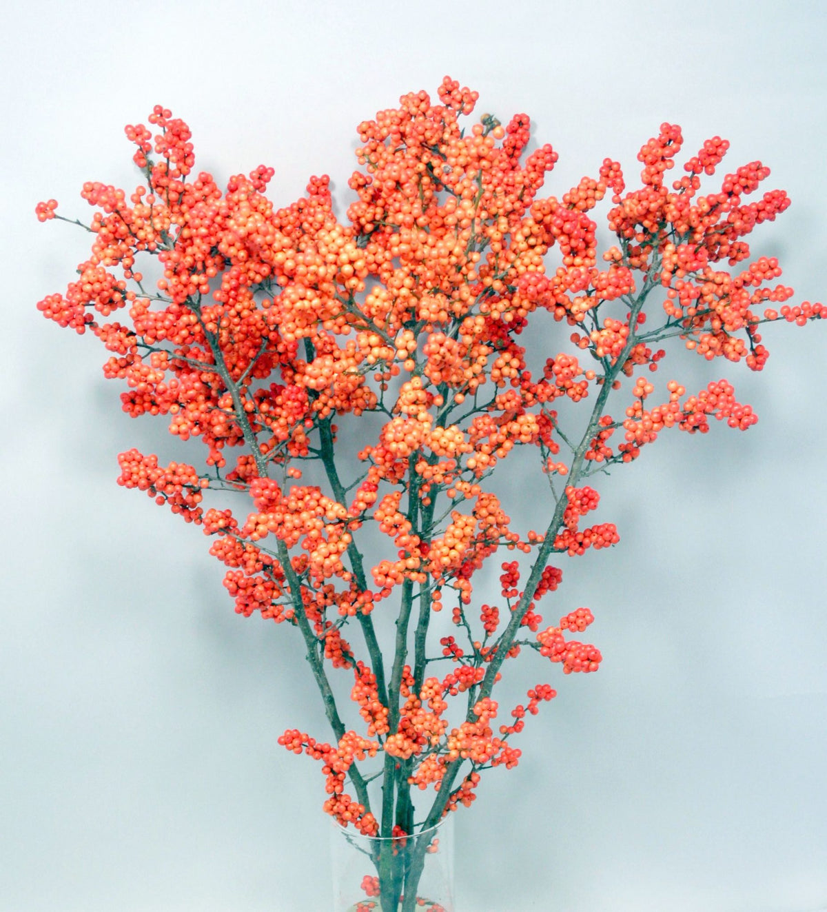 Ilex