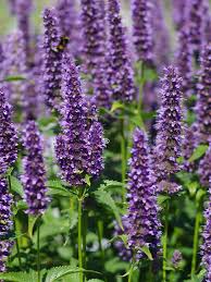 Agastache