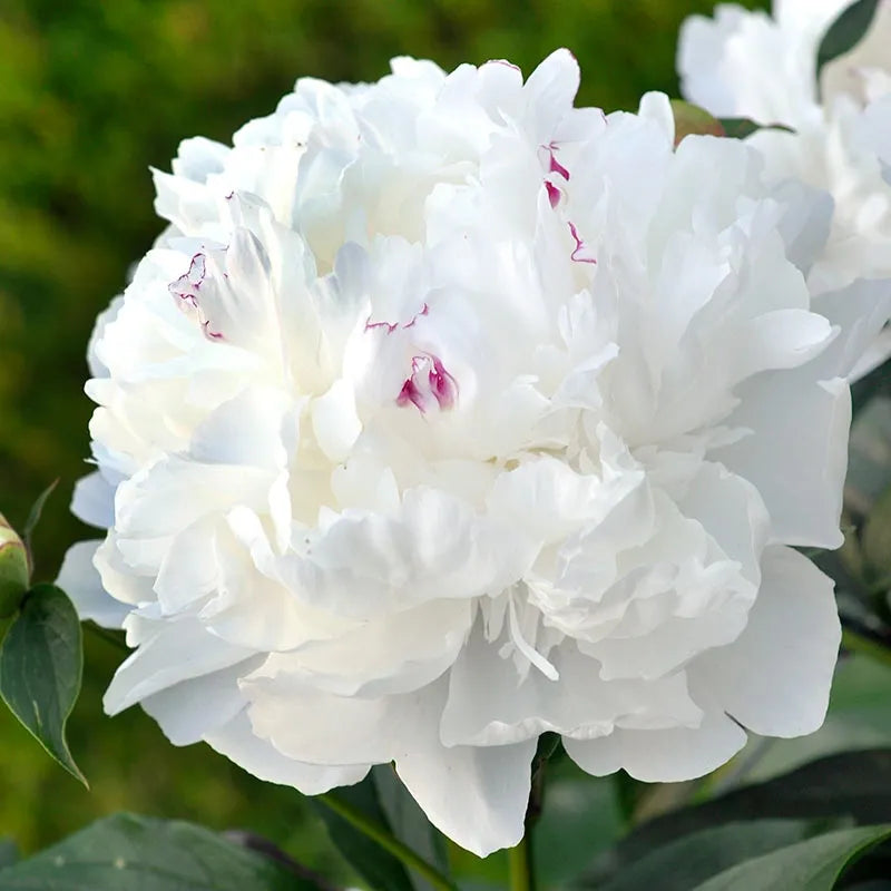 Peonies