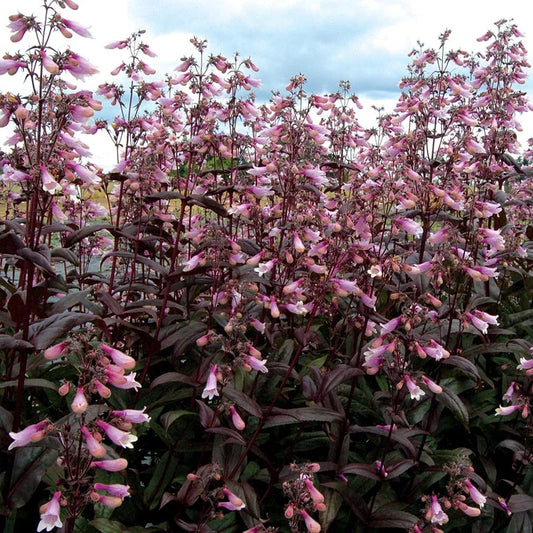 Penstemon
