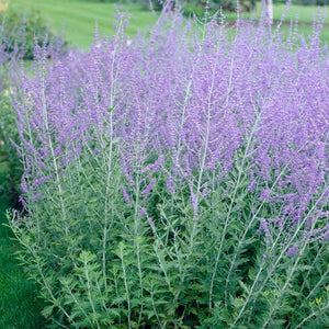 Russian Sage