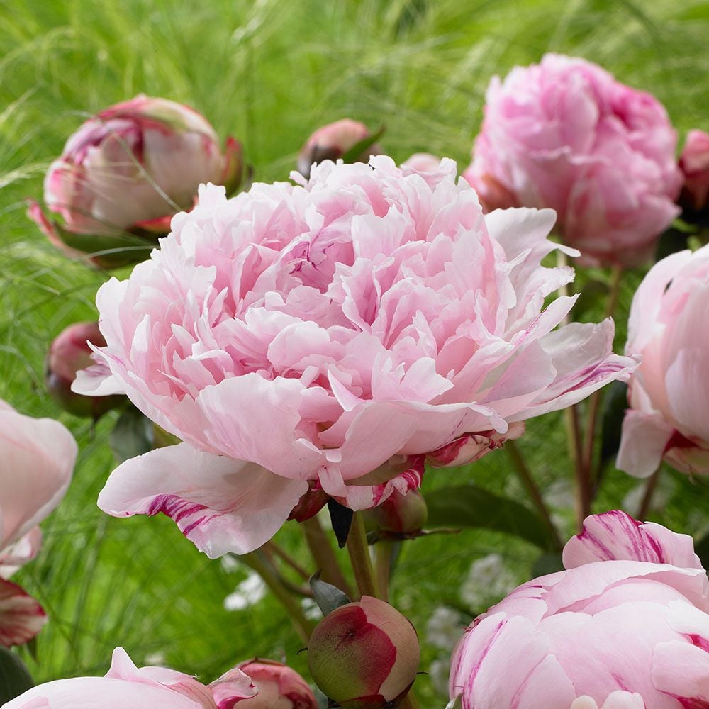 Peonies