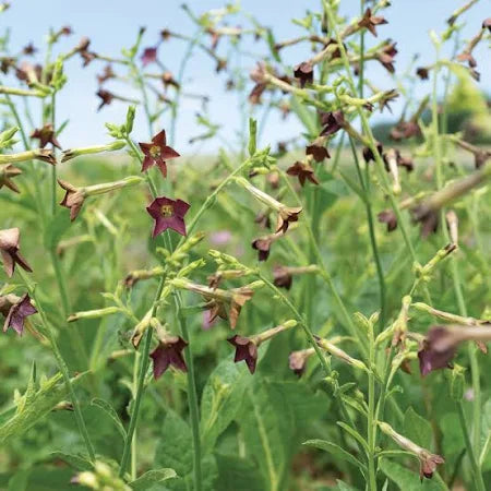 Nicotiana